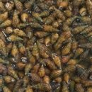 며느리수정불판생삼겹 이미지