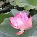 연꽃헤어