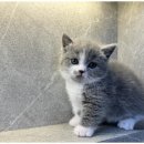 도그의 품격 이미지