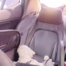 이번생은 댕댕이 이미지