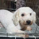 동부동물병원 이미지