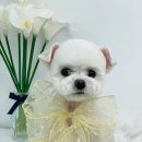 단비네 애견미용 이미지