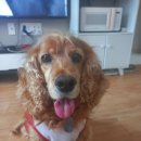 하늘강아지 반려동물 장례식장 이미지