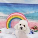 멍뭉이샵 이미지