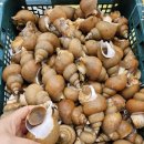 싱싱농수산