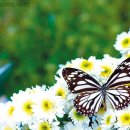 대순진리회 이미지