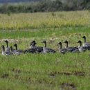 서산의 큰기러기(Tundra bean goose) 이미지