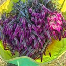 여우꼬리 이미지