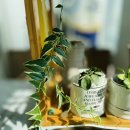 미카벨라 이미지