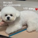 멍이랑몽이 미용 이미지