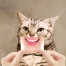 하람스시 이미지