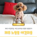 드림펫 | 제주 노형동 애견미용 전문 드림펫 방문후기