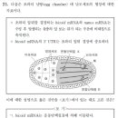 MD 21번 bicoid nanos 이미지