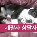 개팔자 상팔자 이미지