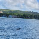 돌핀 | 괌 여행 필수 코스 돌핀크루즈, 페러세일링 후기