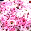 사람이 꽃보다 아름 이미지