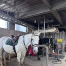 승마장 관리사무실 1층 | 승마동호회 말랑코 추천 세인트이콰인 승마장 기승후기