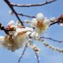 봄의마을광장 이미지