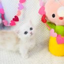도그마루 강아지고양이 안산점 이미지