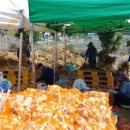 5월 25일(월) 석가탄신일 - 녹동농협 마늘경매장 이미지