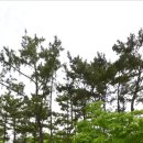 청포대숲속야영장 이미지