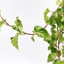 타이니젬 이미지