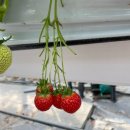 CU 기장철마점 | 크고 빨갛고 엄청 맛있는 딸기 베리굿 / 부산딸기체험 / 딸기체험 후 철마연밥, 기장 토리나무 코스도 굿!