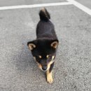 다온앤틱카페 이미지