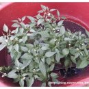 꿈쟁이하우스 이미지