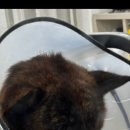 댕이샤워 이미지