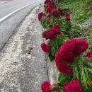 마국산로 이미지