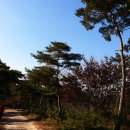 소나무농원 캠핑장 이미지