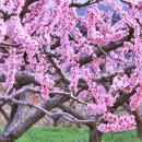 복사꽃도서관 이미지