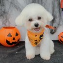 몽블리 펫샵 이미지