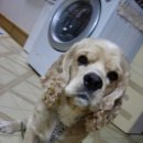 뭉뭉이네 이미지