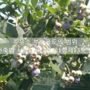 호마주유소 이미지