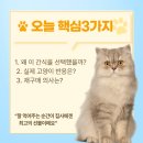 고양이집사 | 반려용품샵 멍냥이의 민족 고양이 간식 솔직 후기｜집사가 직접 급여해봤어요