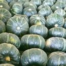 팜코리아마켓 Daum카페