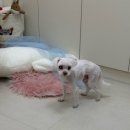 동물친구들 애견미용실 | [내돈내산] 16살 노견 말티즈 미용하기! 이문동 애견 미용실 | 글로우몽 솔직후기