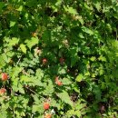 계룡산편백숲입구 이미지