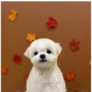 완산애견 이미지