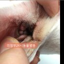 의정부24시IU동물병원 이미지