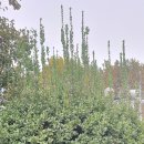 사철회관 이미지