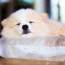 참누리동물병원 이미지