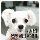 황제 동물병원 이미지