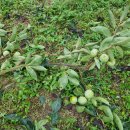 성자농장 이미지