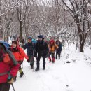 한라산도야지 이미지