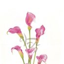 색연필 보태니컬 아트 이미지