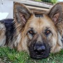 야옹아멍멍해봐(두정점) 이미지