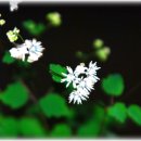 독불장군 이미지